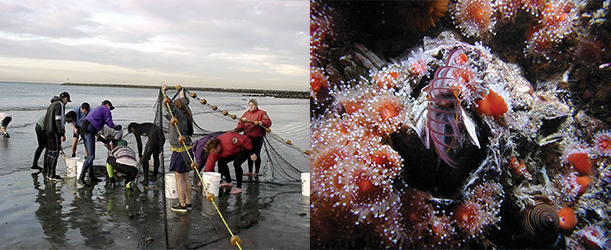 Fishermen pulling nets and an image of a coral plant