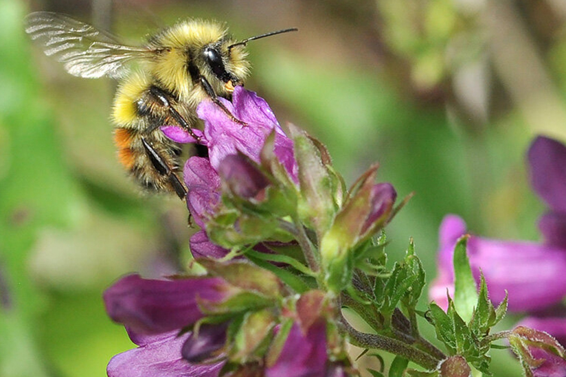 Bees and Flowers