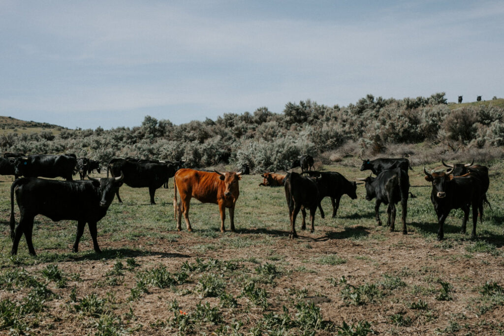 research on cattle farming