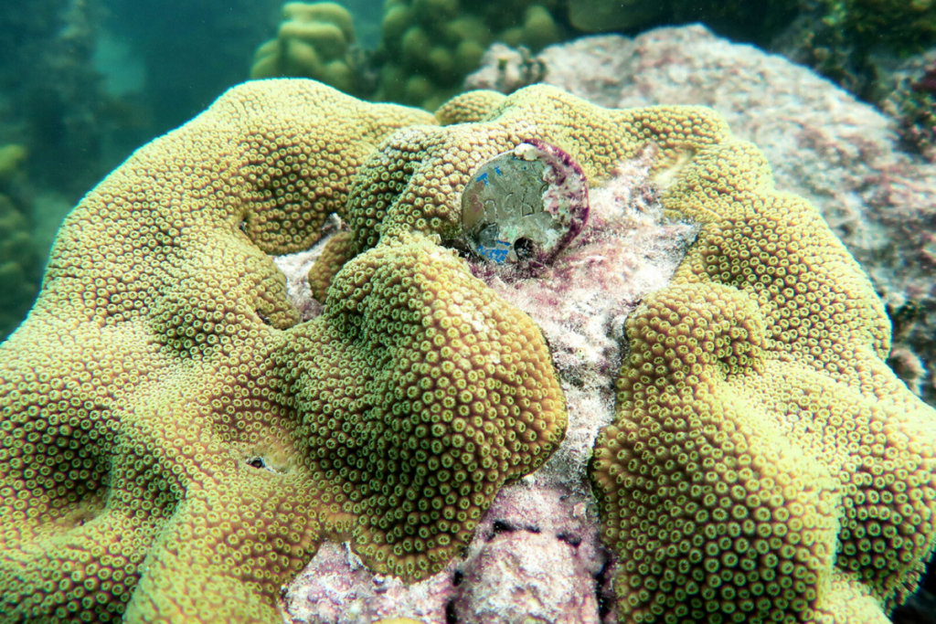 Surprising Discovery About Coral’s Resilience Could Help Reefs Survive ...