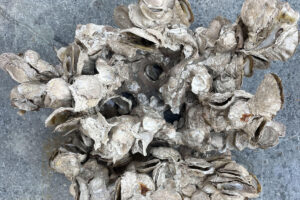 A pile of oysters used in growing reefs.