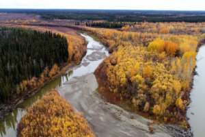 A 2022 drone image of the Yukon River and its floodplain downstream from Beaver, Alaska, shows accumulations of sediments, which harbor the toxic metal mercury. (Photo: Michael P. Lamb.)