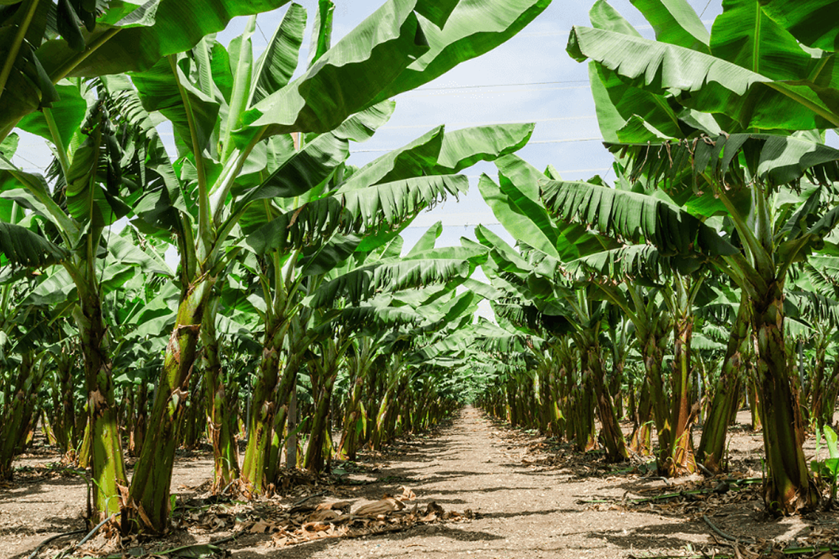 In a recent study, Barath Raghavan found that water-rich banana trees acting as natural fire breaks and could reduce fireline intensity by 96%.