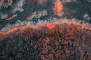 A strip of Dry Grass sets Fire to Trees in dry Forest