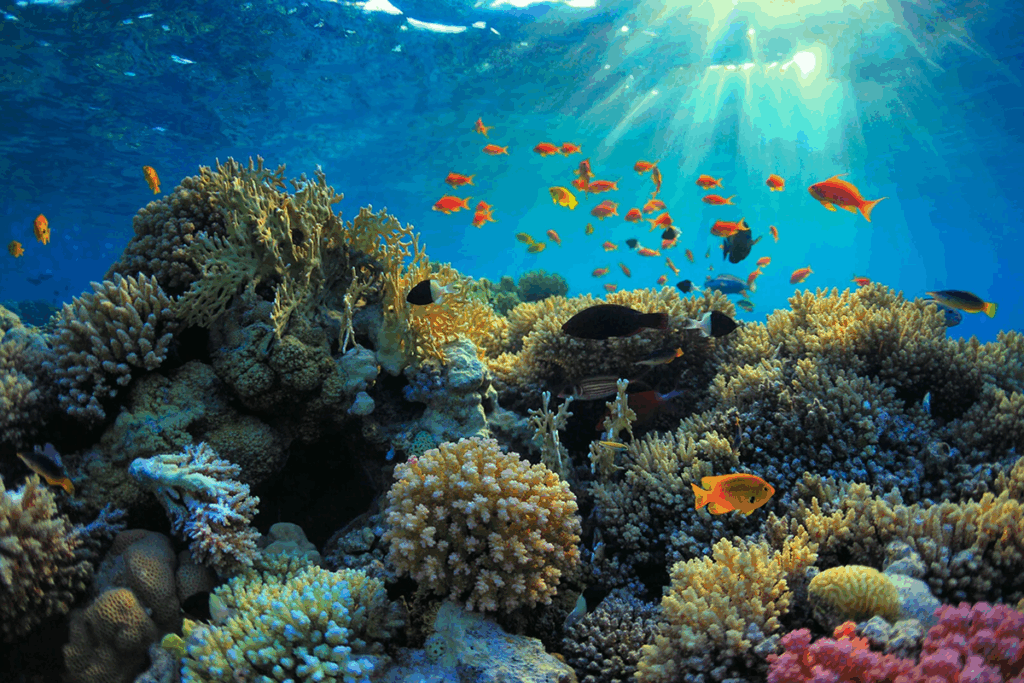 Coral reef and mach fish