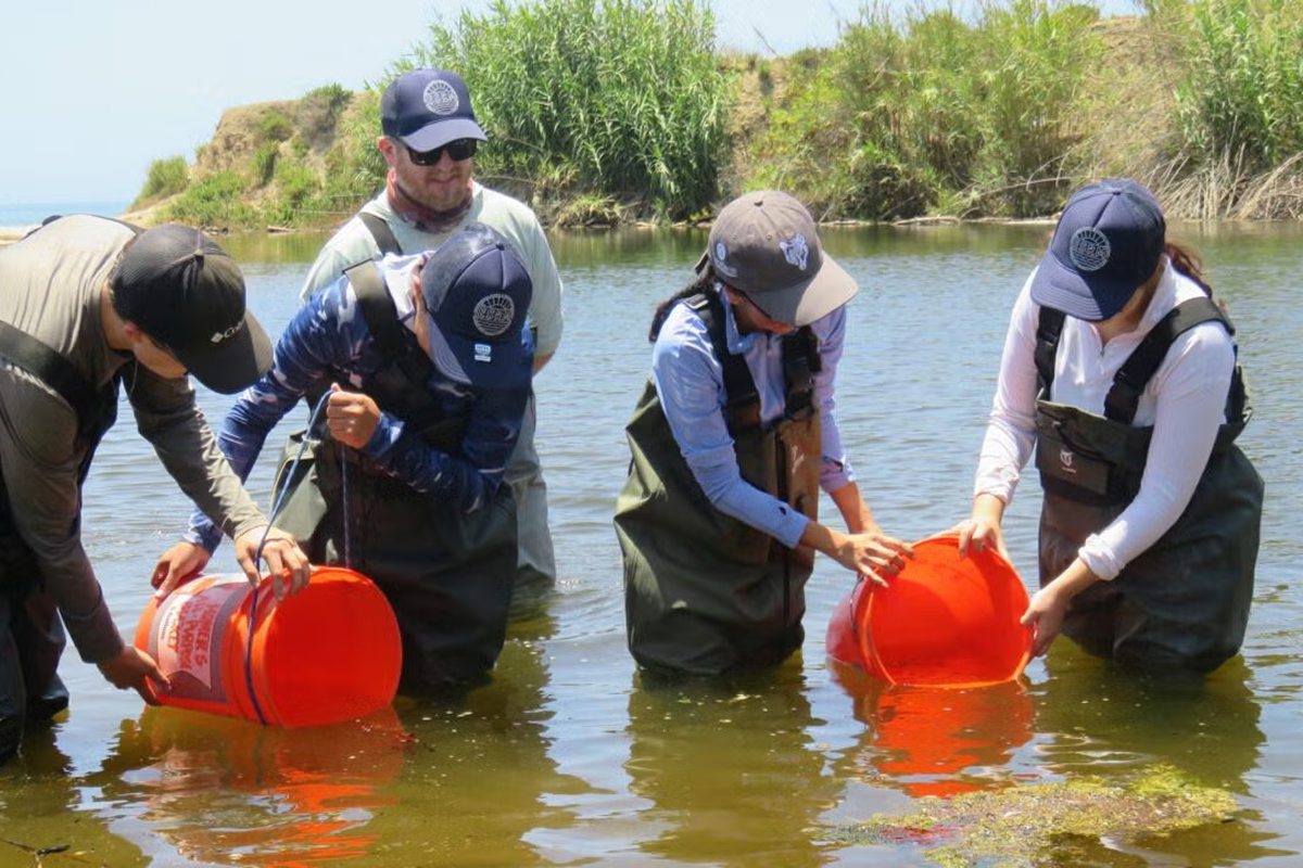 Topanga Lagoon to release the gobies