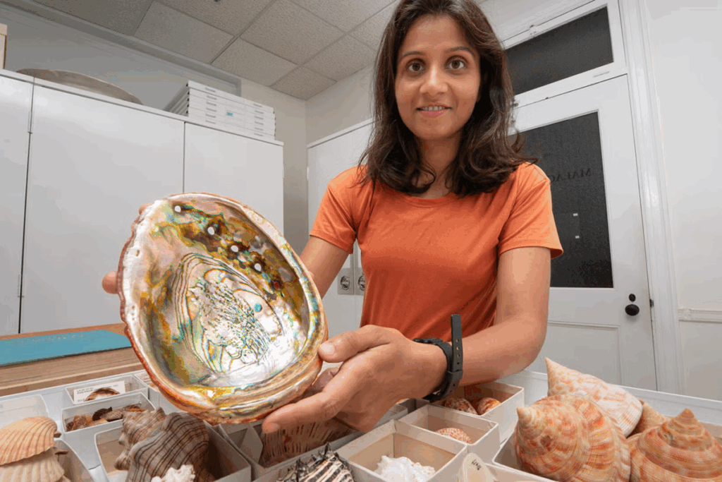 2025 Wrigley Institute Graduate Fellow Priyanka Soni holds an endangered abalone specimen collected from Southern California in the 1900s. The specimen is currently part of the Natural History Museum of Los Angeles County’s special collection for educational purposes. Abalones have persisted for over 20 million years, but some species—such as the black and white abalone—are now critically endangered, according to the IUCN Red List (Nick Neumann/USC Wrigley Institute).