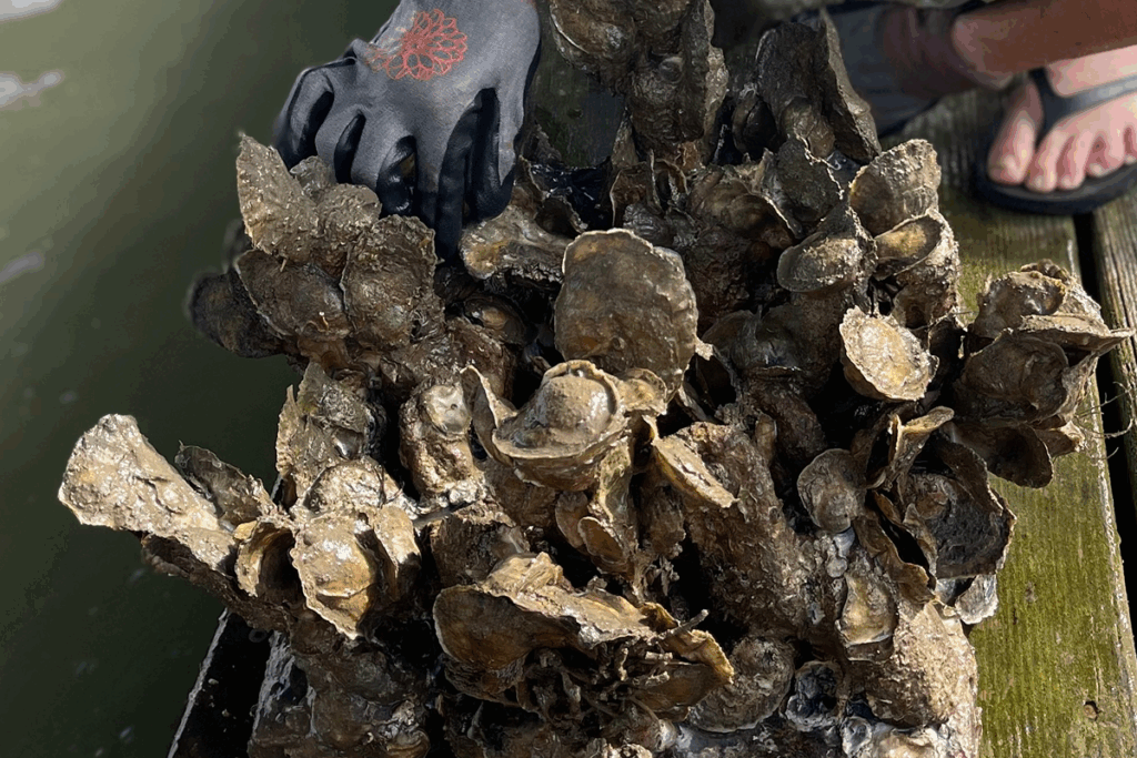 GRoW Oyster Reefs oyster cultivation