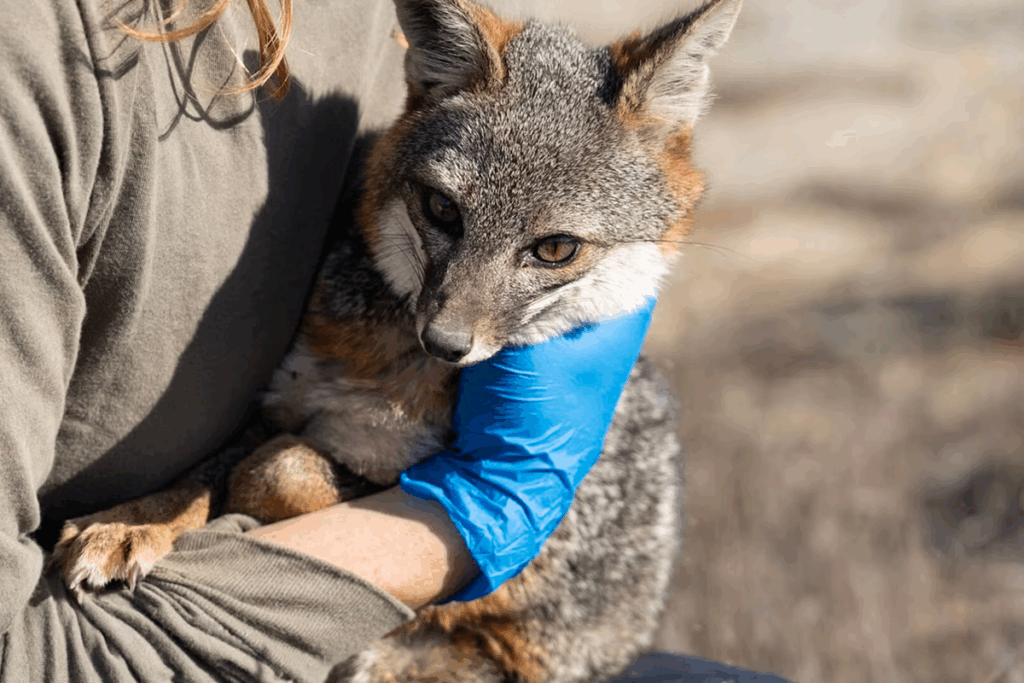 a researcher holds a small, wild, gray fox that has been caught for a health assessment