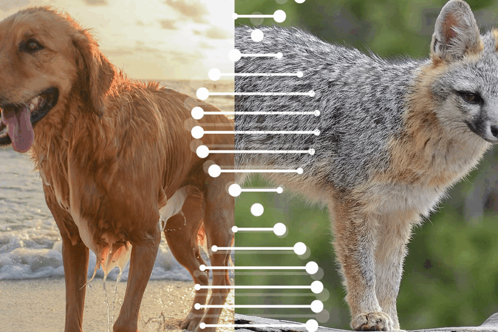 Researchers commonly use the domestic dog genome as a reference for studying gray fox genetics. (Composite: Letty Avila. Image sources: iStock; Wikimedia Commons.)